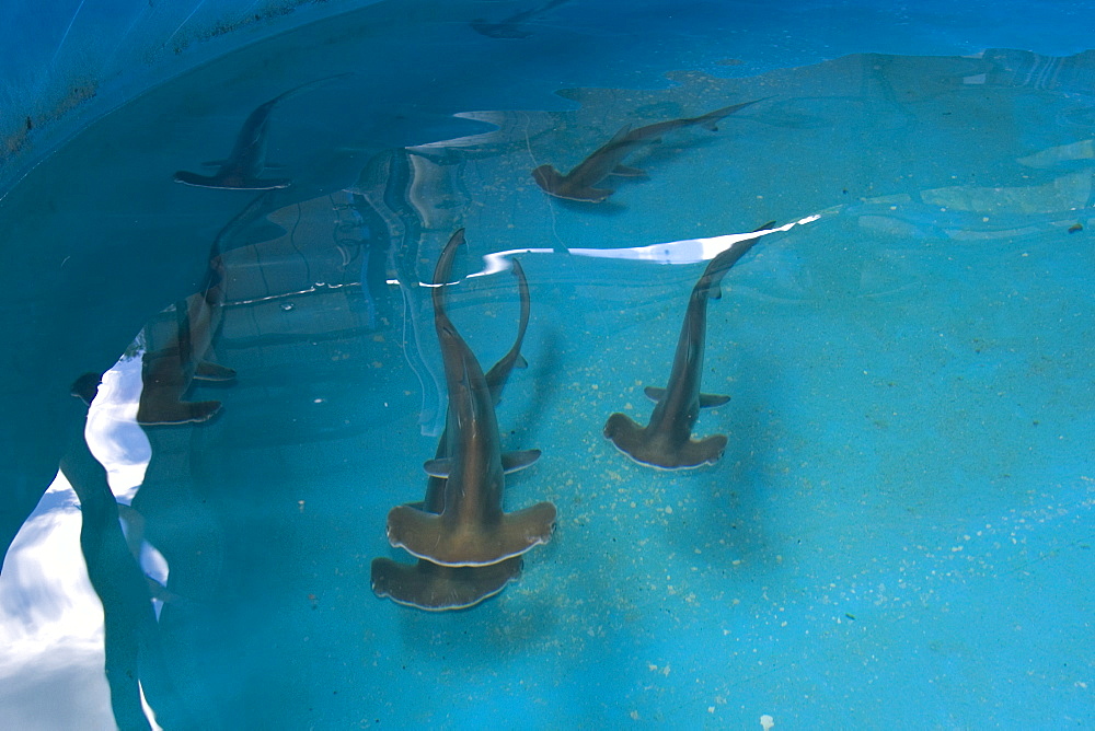 Scalloped hammerhead shark pups (Sphyrna lewini), kept for research, Hawaii Institute of Marine Biology, Kaneohe, Oahu, Hawaii, United States of America, Pacific