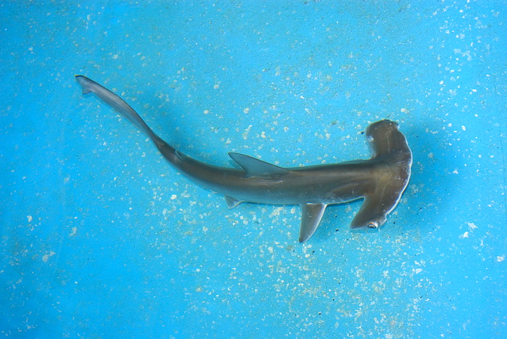 Scalloped hammerhead shark pup (Sphyrna lewini), kept for research, Hawaii Institute of Marine Biology, Kaneohe, Oahu, Hawaii, United States of America, Pacific