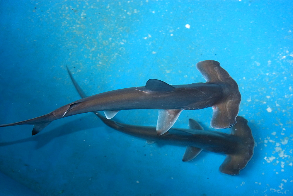 Scalloped hammerhead shark pups (Sphyrna lewini), kept for research, Hawaii Institute of Marine Biology, Kaneohe, Oahu, Hawaii, United States of America, Pacific