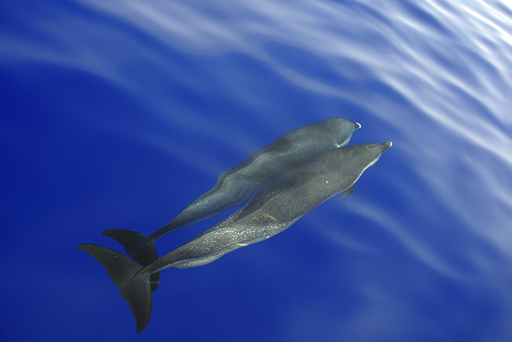 Pantropical spotted dolphin (Stenella attenuata), bow riding near the surface, Kailua-Kona, Hawaii, United States of America, Pacific