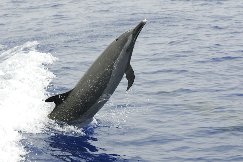 Pantropical spotted dolphin (Stenella attenuata) leaping, Kailua-Kona, Hawaii, United States of America, Pacific