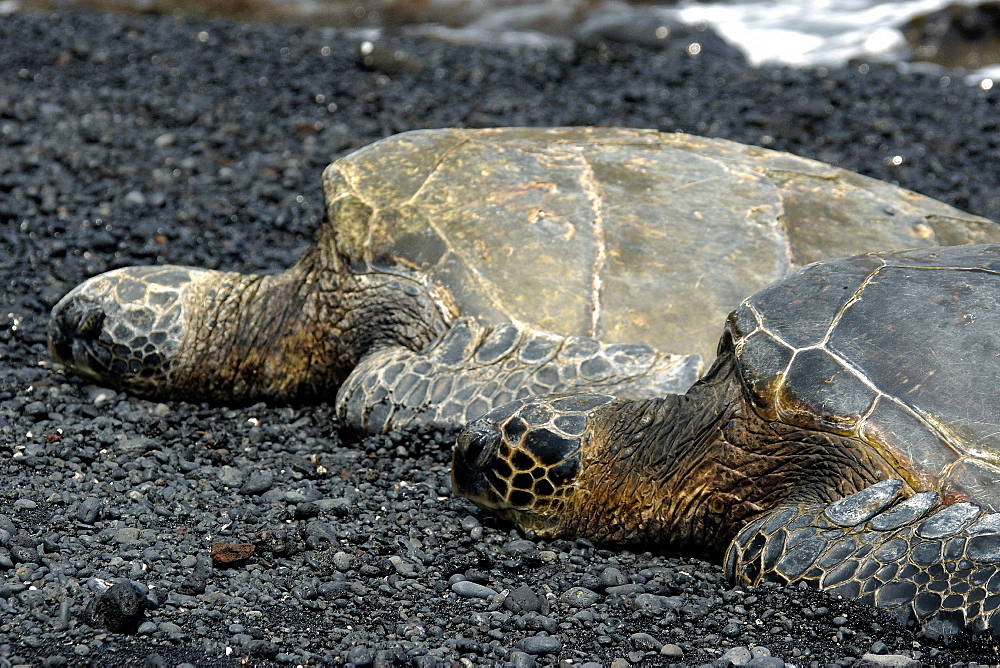 Green sea turtle (Chelonia mydas) resting on shore, Black Sand Beach, Big Island, Hawaii,, United States of America, Pacific