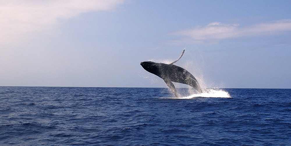 Humpback whale (Megaptera novaeangliae), breaching, Kailua-Kona, Big Island, Hawaii, United States of America, Pacific