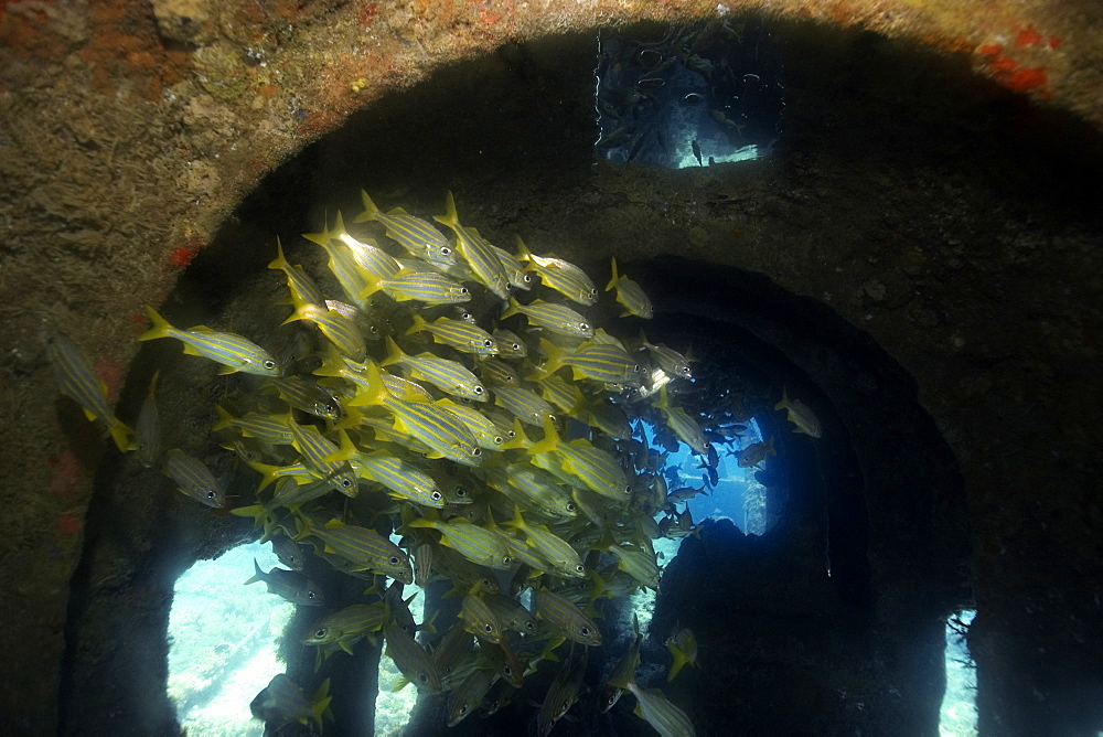 Smallmouth grunts (Haemulon chrysargyreum) sheltered in shipwreck, Baia de Santo Antonio, Fernando de Noronha, Pernambuco, Brazil, South America