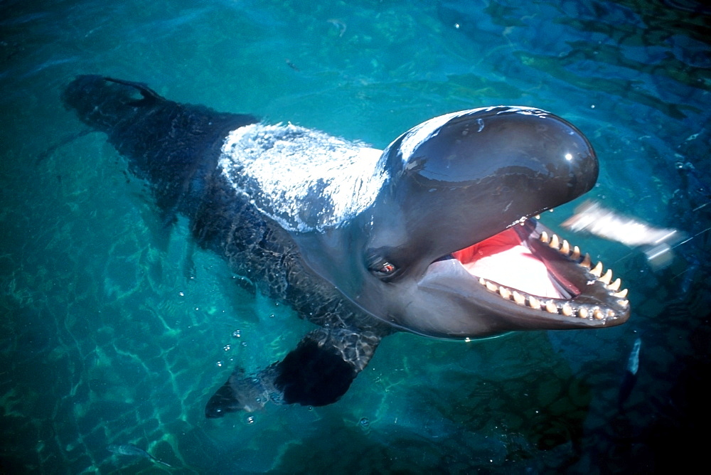 False killer whale (Pseudorca crassidens) with special sunscreen being fed. Oahu, Hawaii, United States of America, Pacific