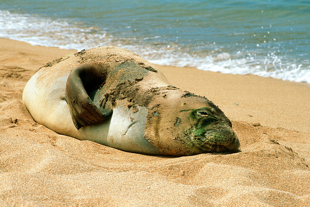 Hawaiian monk seal (Monachus schauinslandi), Poipu Beach, Kauai, Hawaii, United States of America, Pacific