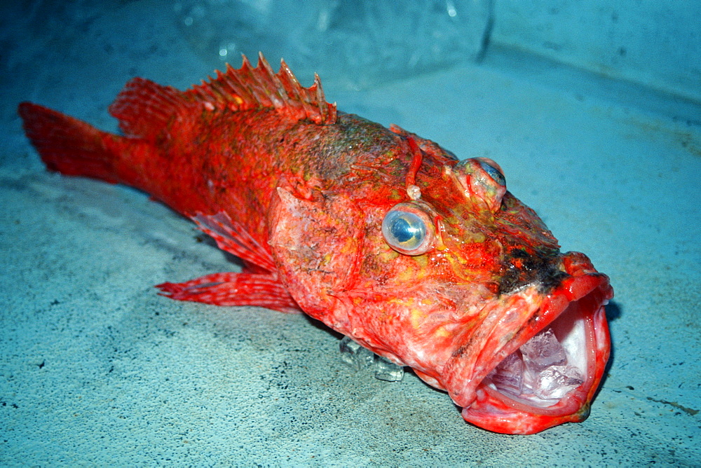 Deep water scorpionfish (Pontinus macrocephalus), Kaneohe bay, Oahu, Hawaii, United States of America, Pacific