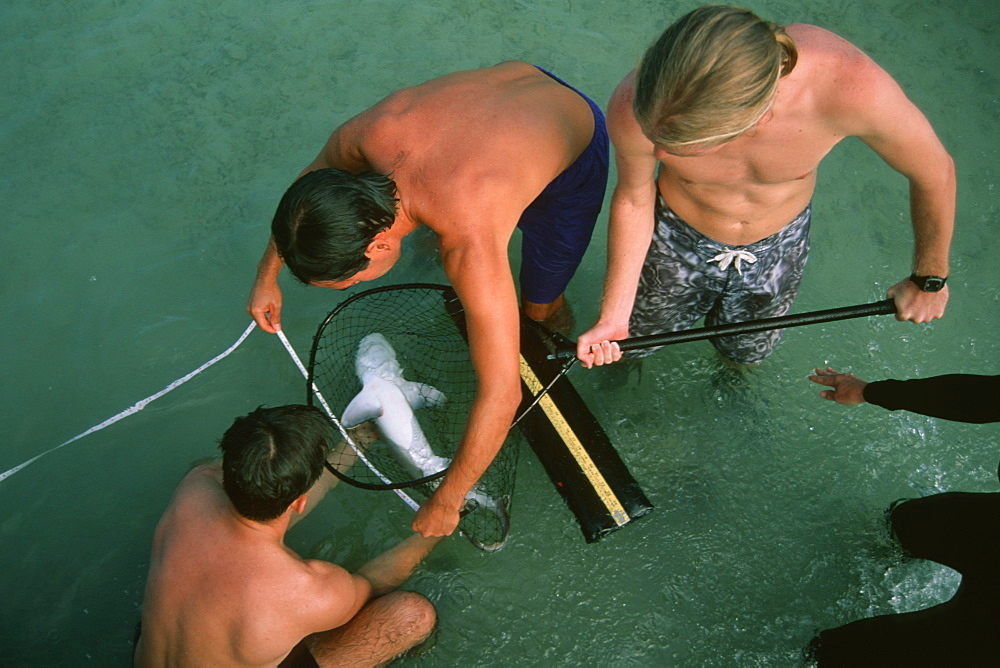 Graduate students measuring a sandbar shark pup (Carcharhinus plumbeus) for scientific research,  Kaneohe Bay, Oahu, Hawaii, United States of America, Pacific