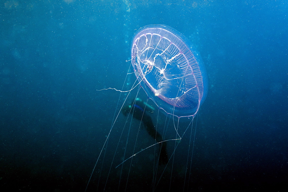 Hydrozoan medusa (Aequorea sp.) and diver, Truk lagoon, Chuuk, Federated States of Micronesia, Caroline Islands, Micronesia, Pacific Ocean, Pacific