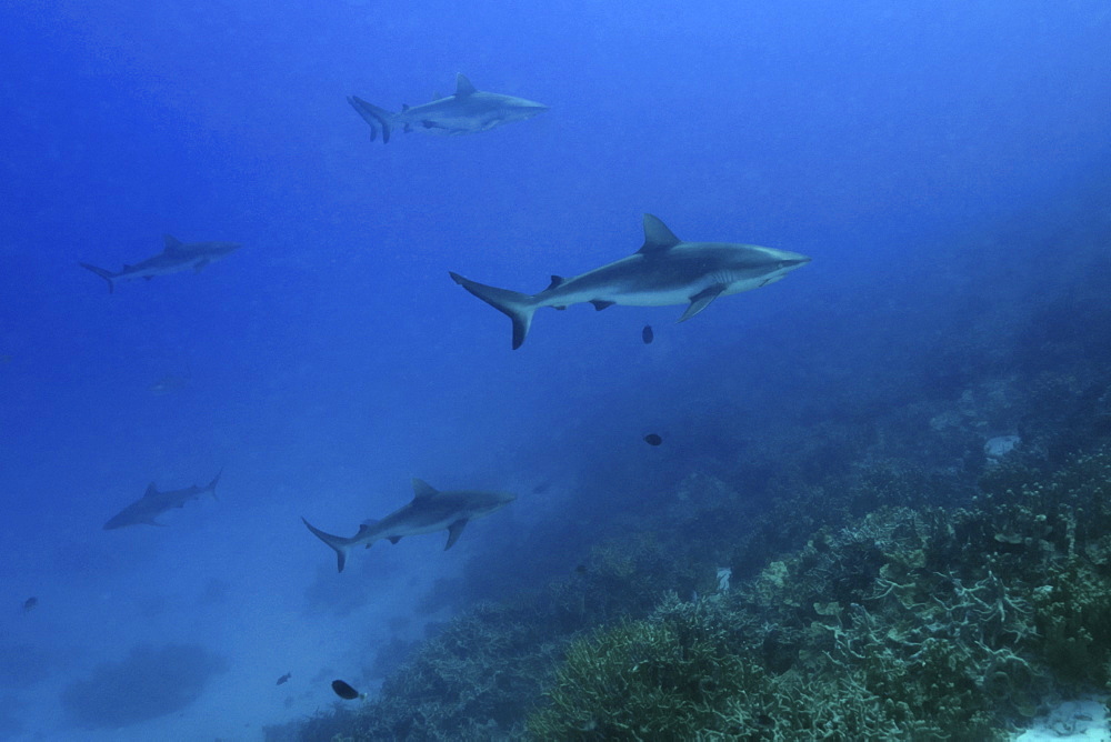 Gray reef sharks (Carcharhinus amblyrhynchos) glide over reef, Chuuk, Federated States of Micronesia, Caroline Islands, Micronesia, Pacific Ocean, Pacific