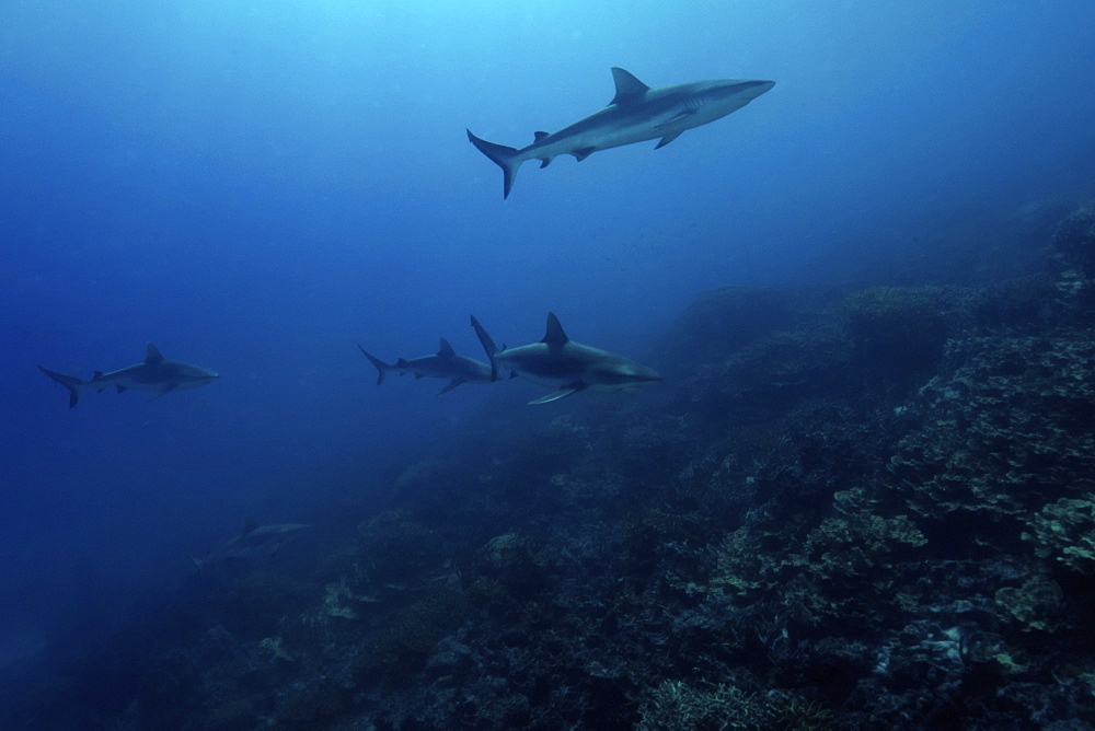 Gray reef sharks (Carcharhinus amblyrhynchos) glide over reef, Chuuk, Federated States of Micronesia, Caroline Islands, Micronesia, Pacific Ocean, Pacific