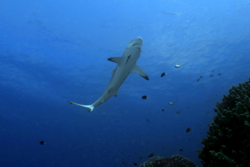 Gray reef shark (Carcharhinus amblyrhynchos) approaches reef to get cleaned by wrasse,Truk lagoon, Chuuk, Federated States of Micronesia, Caroline Islands, Micronesia, Pacific Ocean, Pacific