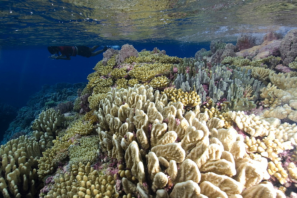 Pristine coral reef, Rongelap, Marshall Islands, Micronesia, Pacific