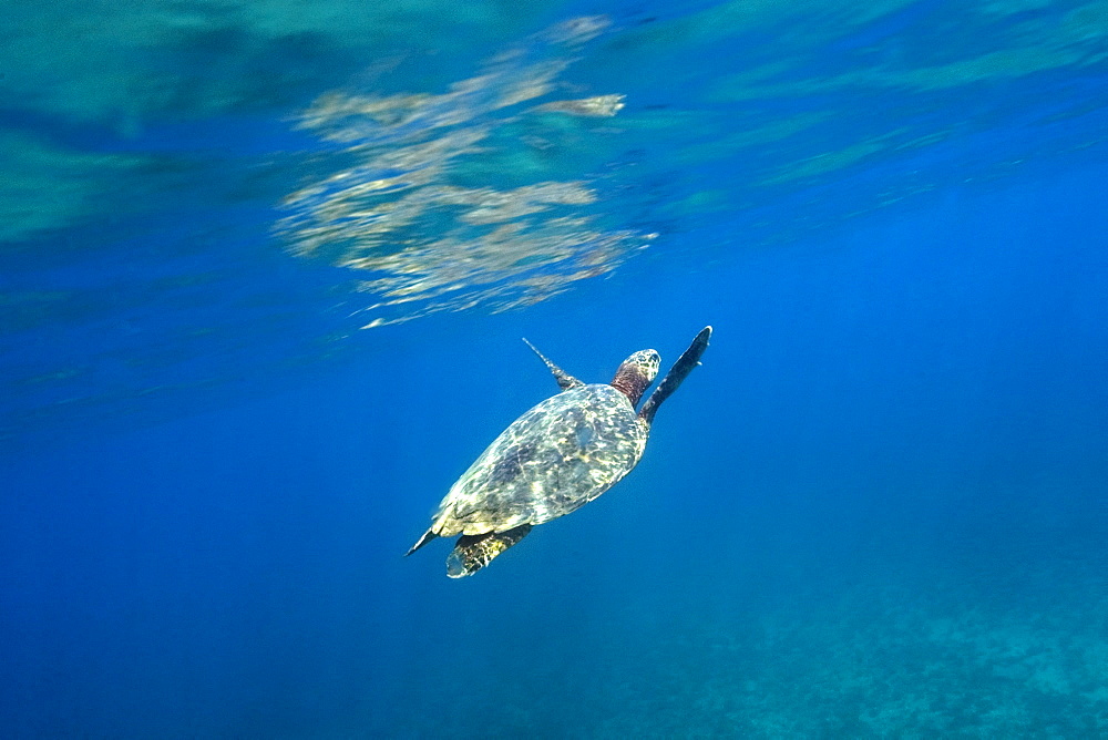 Green sea turtle (Chelonia mydas) surfacing to breathe, Fernando de Noronha, Pernambuco, Brazil, South America