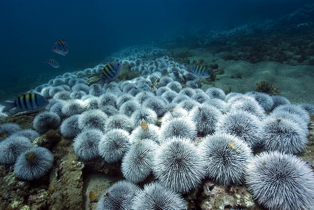 Outbreak of West Indian sea urchin (Tripneustes ventricosus), Sueste Bay, Fernando de Noronha, Pernambuco, Brazil, South America