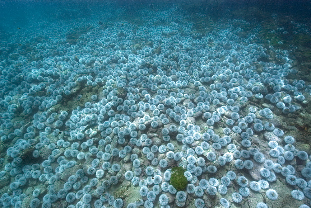 Outbreak of West Indian sea urchin (Tripneustes ventricosus), Sueste Bay, Fernando de Noronha, Pernambuco, Brazil, South America