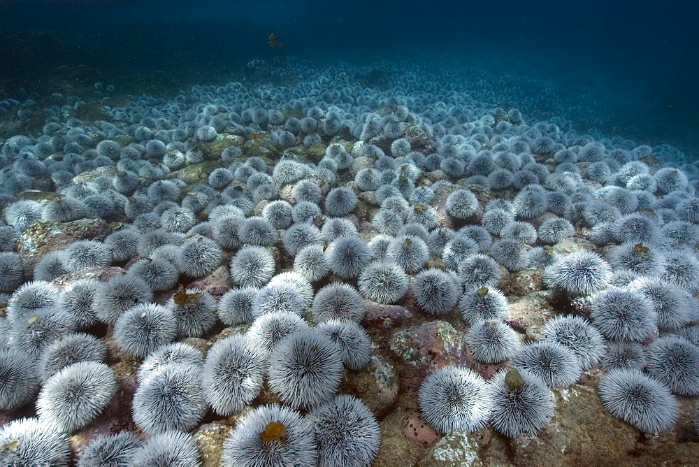 Outbreak of West Indian sea urchin (Tripneustes ventricosus), Sueste Bay, Fernando de Noronha, Pernambuco, Brazil, South America