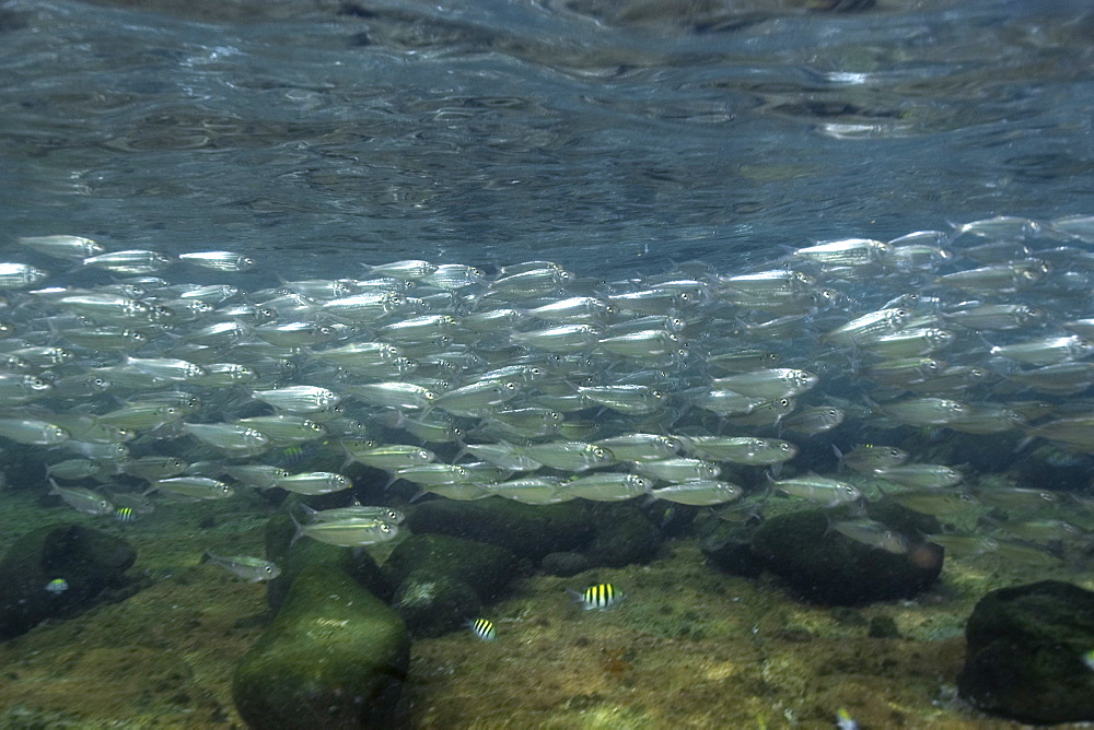 Sardines (Harengula sp.) schooling in shallow water, Fernando de Noronha, Brazil, South America