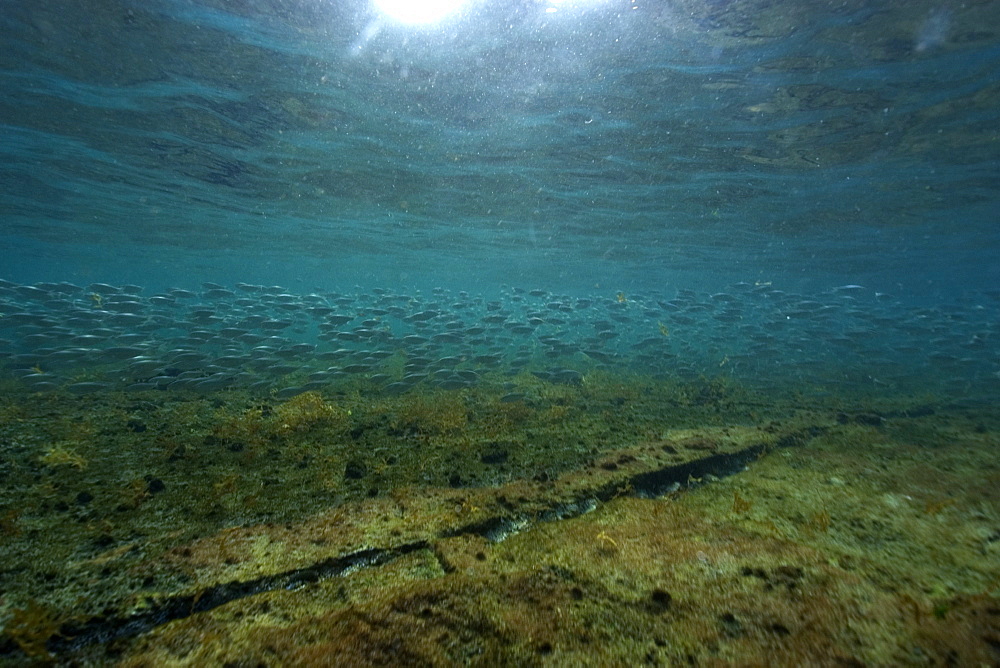 Sardines (Harengula sp.) schooling in shallow water, Fernando de Noronha, Brazil, South America