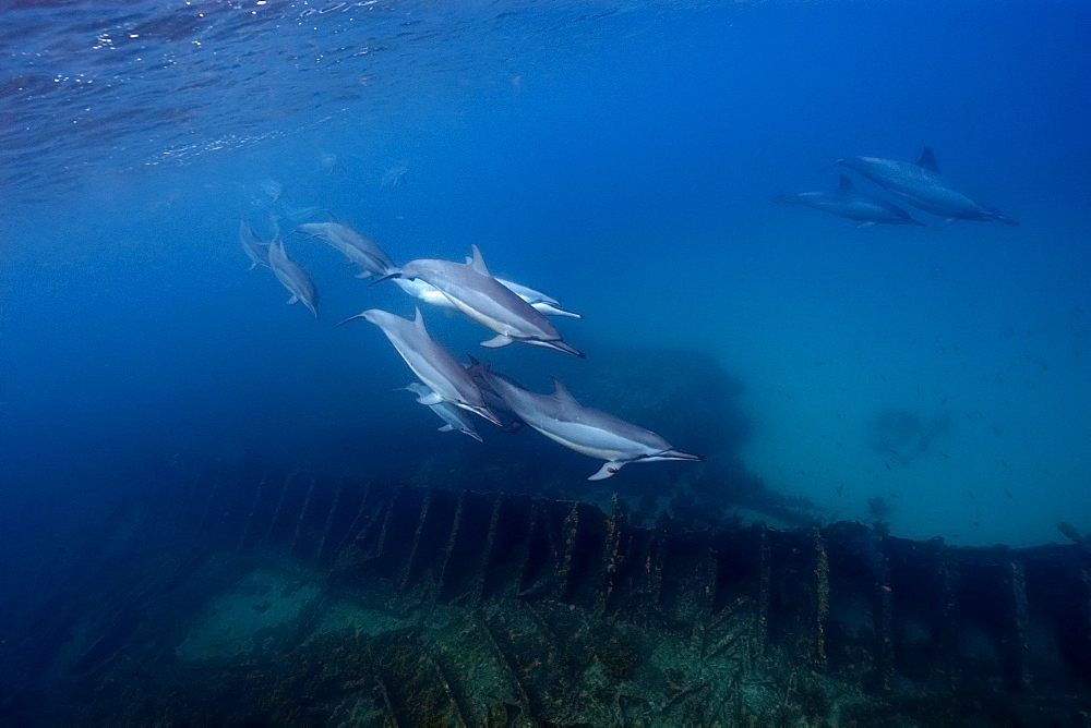 Pod of spinner dolphins (Stenella longirostris) swimming by the Greek shipwreck, Baia de Santo Antonio, Fernando de Noronha, Pernambuco, Brazil, South America