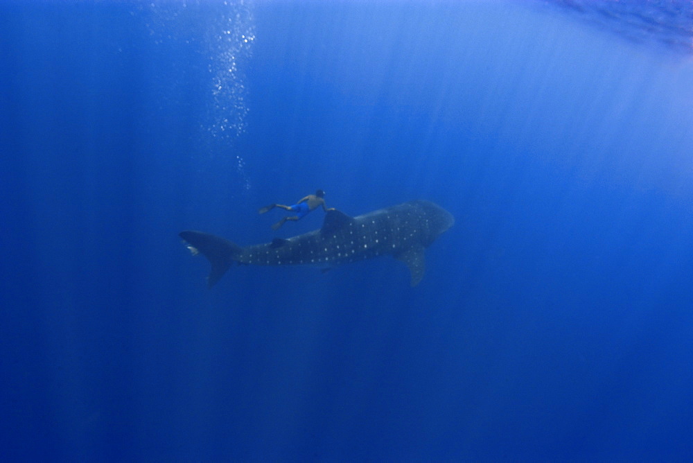 Whale shark (Rhincodon typus) and free diver, St. Peter and St. Paul's rocks, Brazil, South America