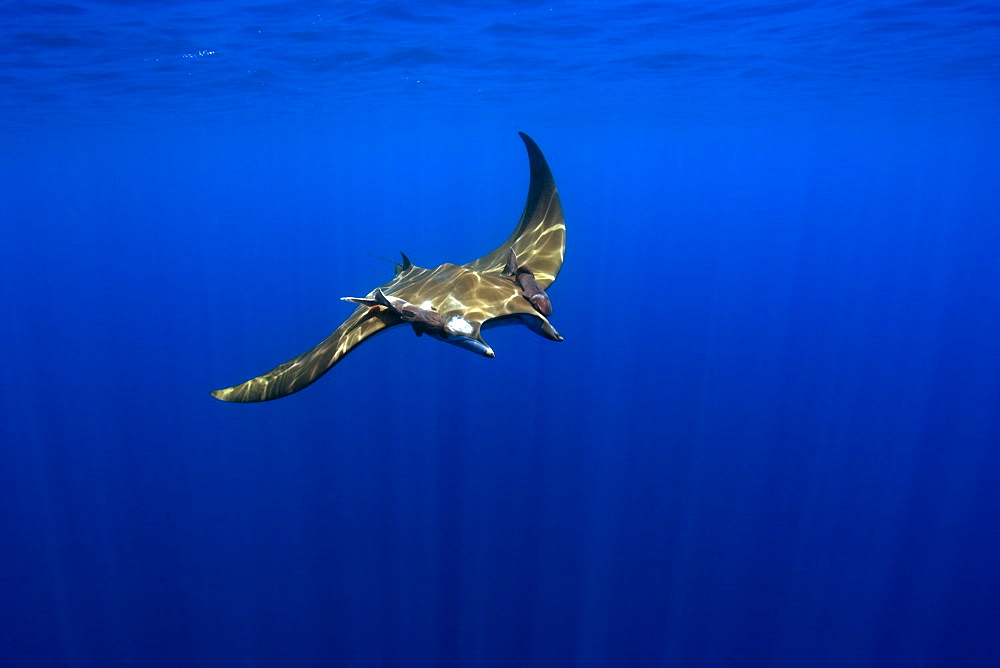 Mobula rays (Mobula tarapacana) and remoras (Remora remora), St. Peter and St. Paul's rocks, Brazil, South America