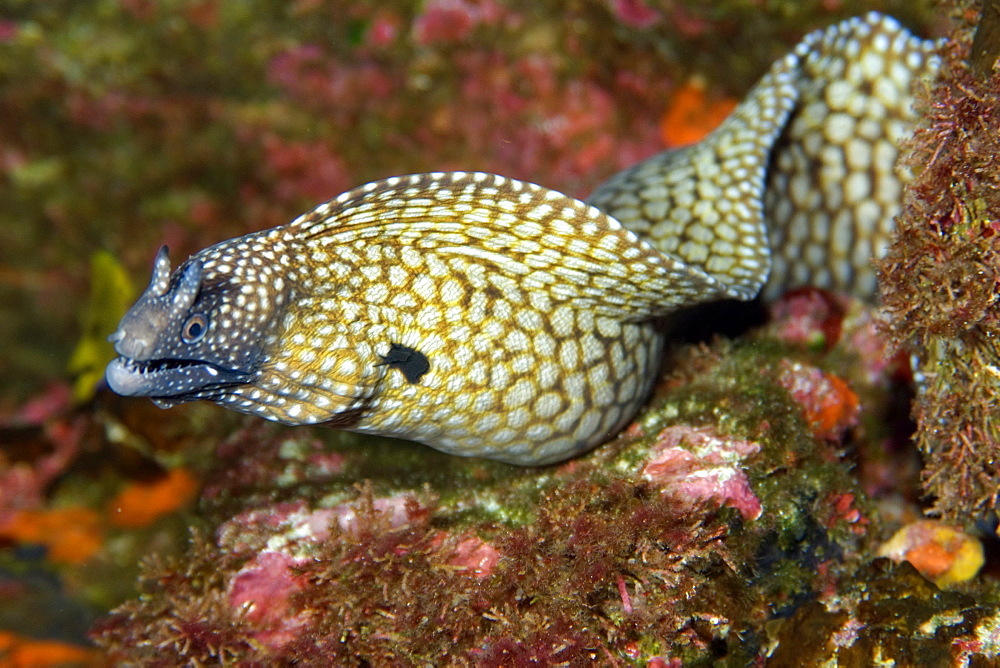 Moray eel (Muraena pavonina), St. Peter and St. Paul's rocks, Brazil, South America