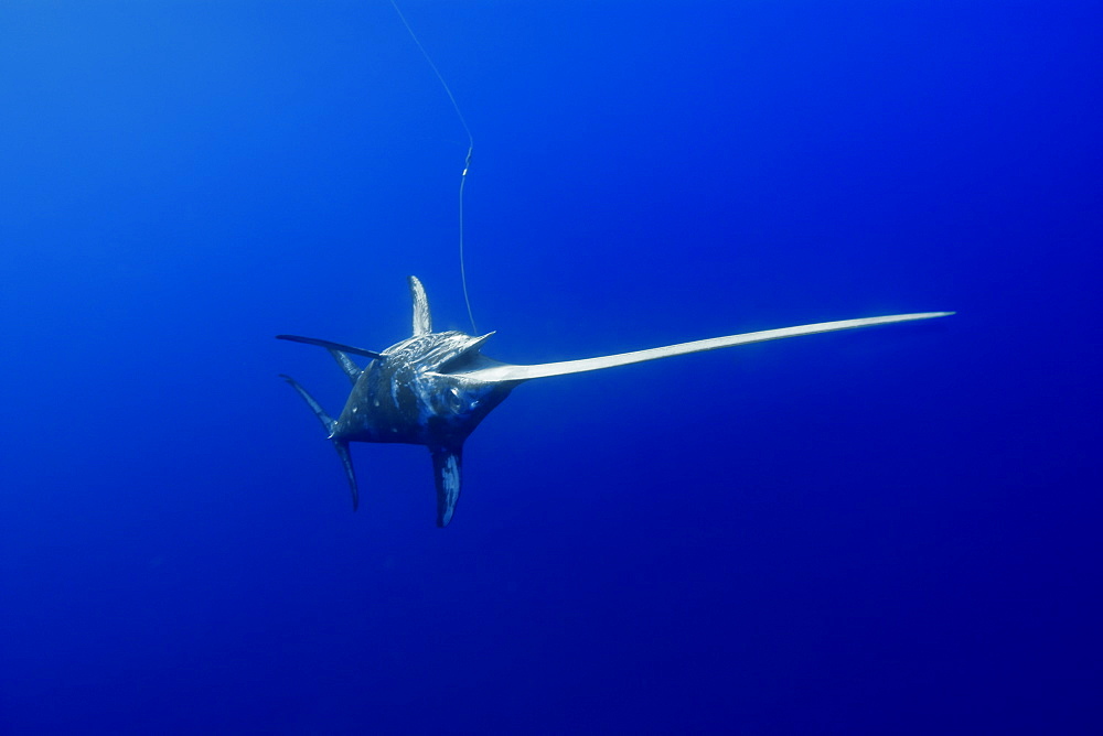 Swordfish ( Xiphias gladius), captured in longline, St. Peter and St. Paul's rocks, Brazil, South America