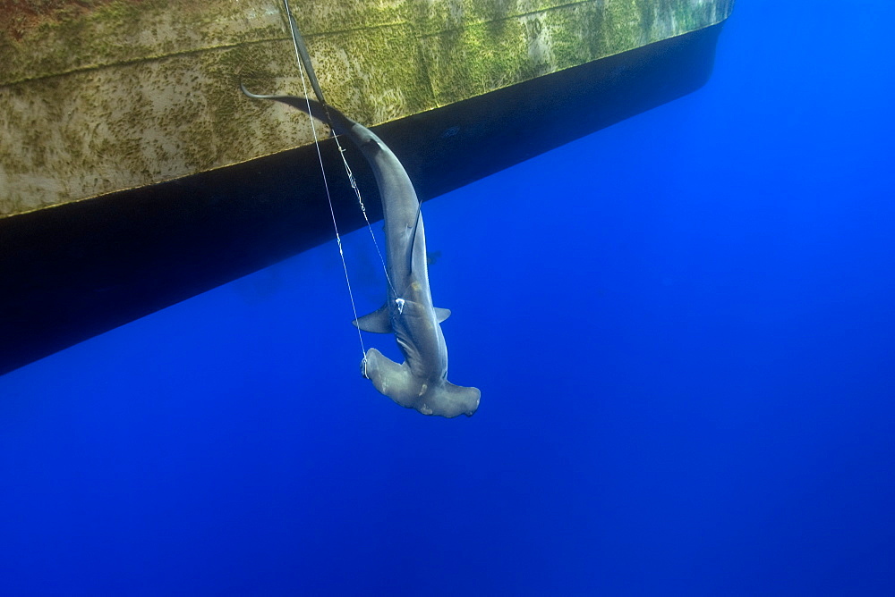 Great hammerhead (Sphyrna mokarran) being fished by commercial longliner, St. Peter and St. Paul's rocks, Brazil, South America