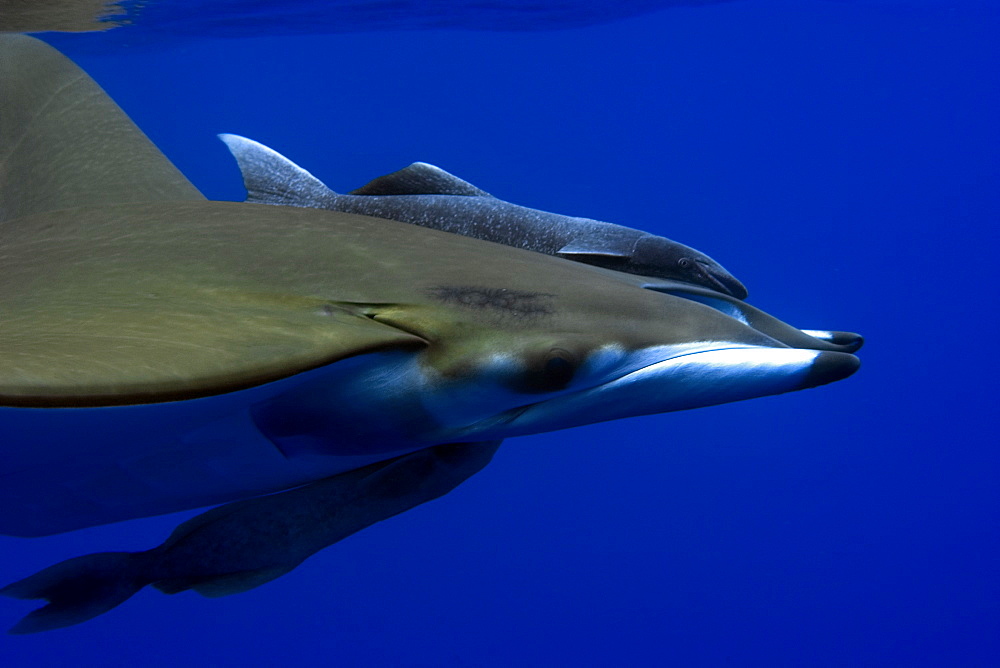 Mobula (devil ray) (Mobula tarapacana), and remora (Remora remora), St. Peter and St. Paul's rocks, Brazil, South America