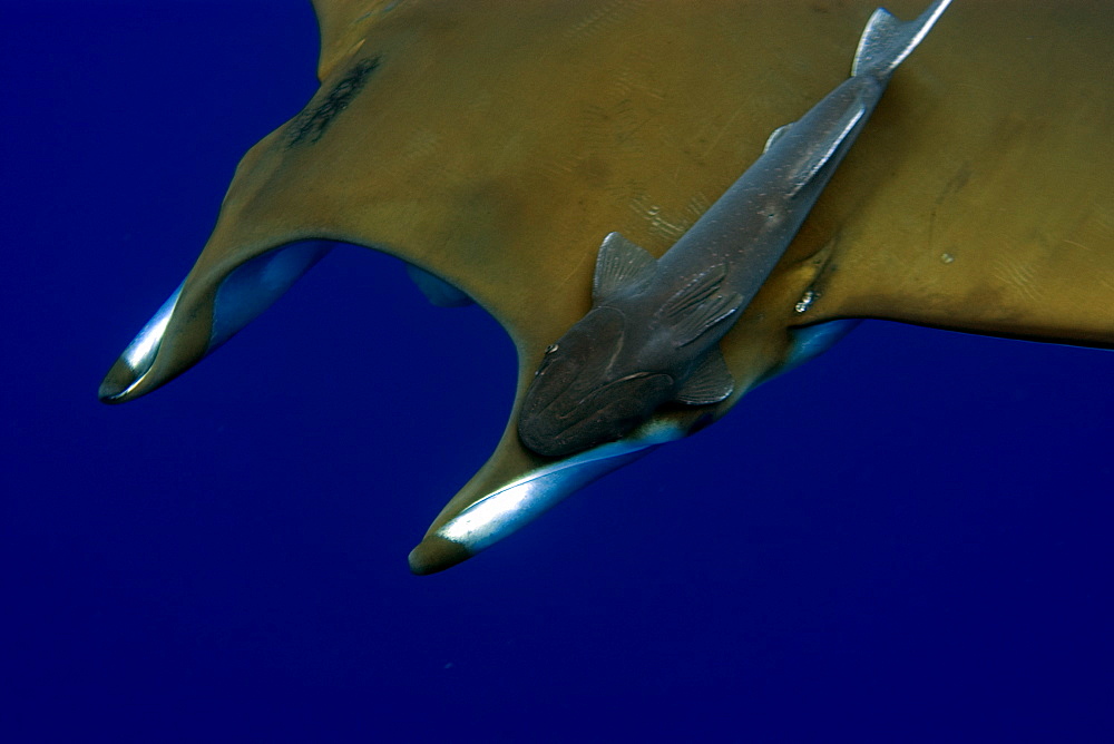 Mobula (devil ray) (Mobula tarapacana), and remora (Remora remora), St. Peter and St. Paul's rocks, Brazil, South America