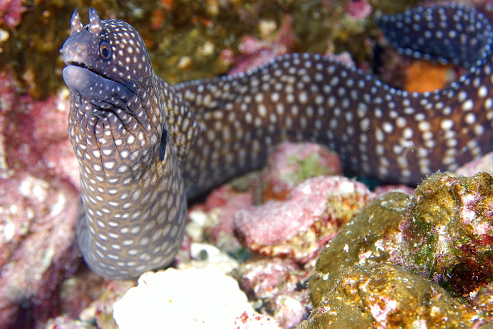 Moray eel (Muraena pavonina), St. Peter and St. Paul's rocks, Brazil, South America