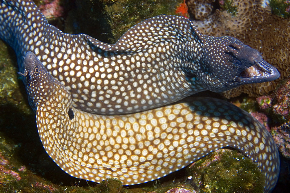 Moray eels (Muraena pavonina), St. Peter and St. Paul's rocks, Brazil, South America