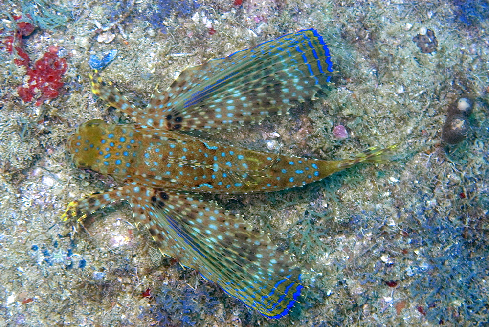 Flying gurnard (Dactylopterus volitans), Ilha Escalvada, Guarapari, Espirito Santo, Brazil, South America