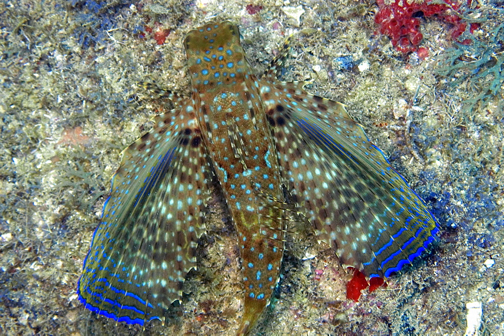 Flying gurnard (Dactylopterus volitans), Ilha Escalvada, Guarapari, Espirito Santo, Brazil, South America