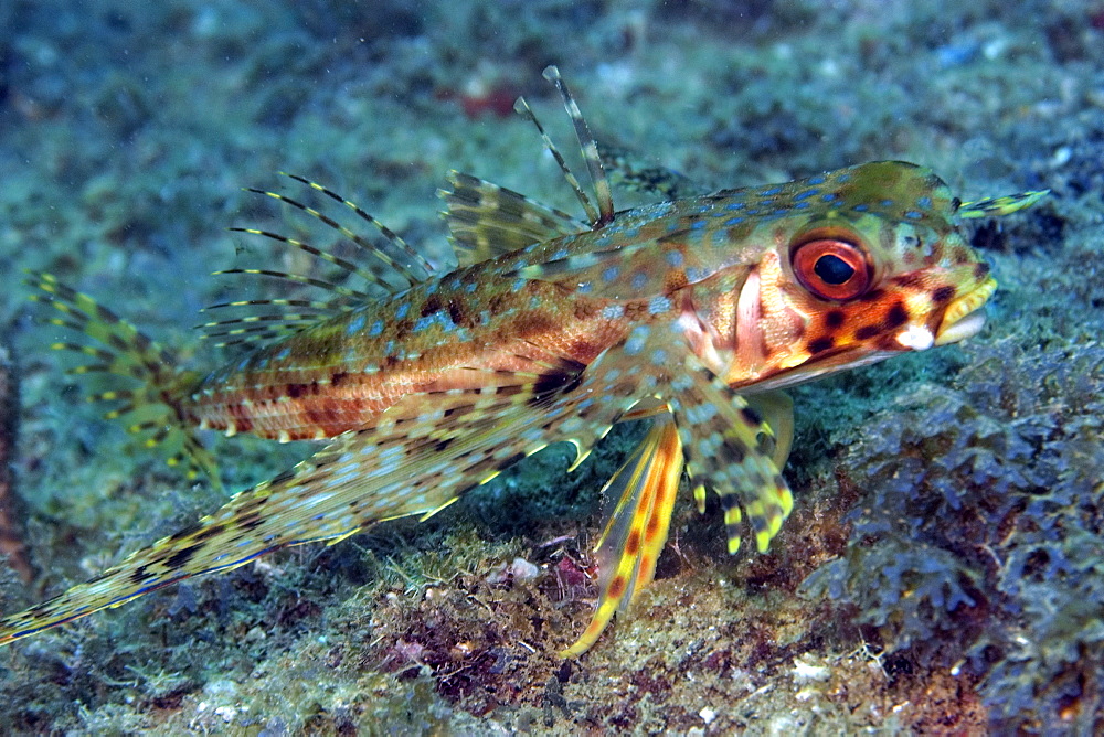 Flying gurnard (Dactylopterus volitans), Ilha Escalvada, Guarapari, Espirito Santo, Brazil, South America