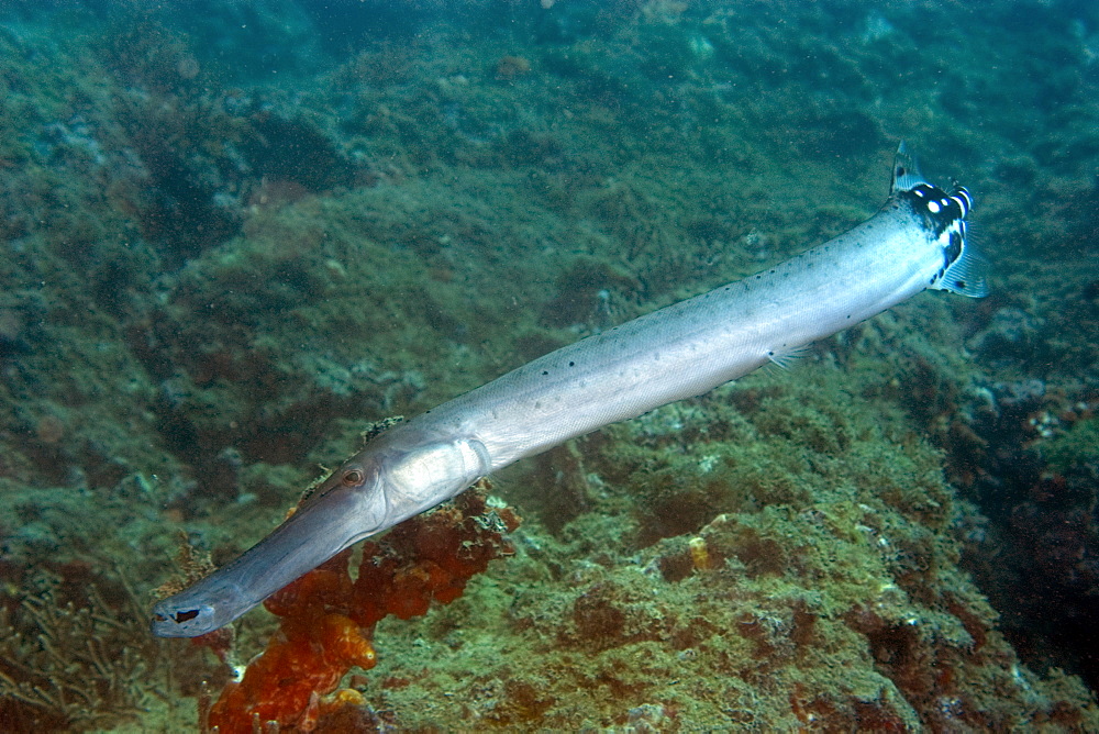 Trumpetfish (Aulostomus maculatus), Ilha Escalvada, Guarapari, Espirito Santo, Brazil, South America