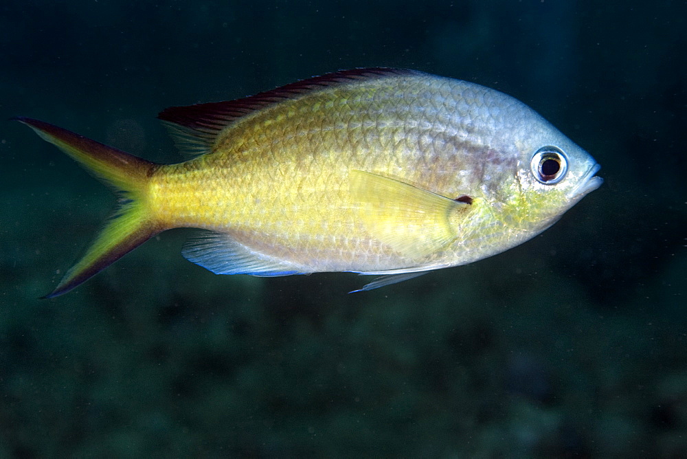 Brown Chromis (Chromis multilineata), Ilha Escalvada,  Guarapari, Espirito Santo, Brazil, South America