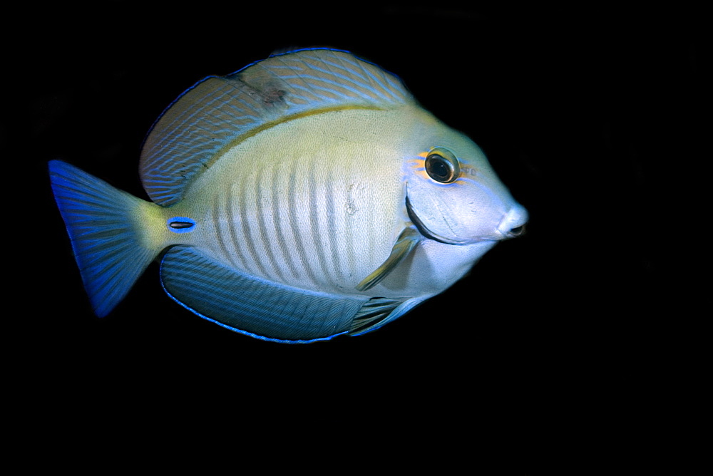 Ocean surgeonfish (Acanthurus bahianus), Ilha Escalvada, Guarapari, Espirito Santo, Brazil, South America