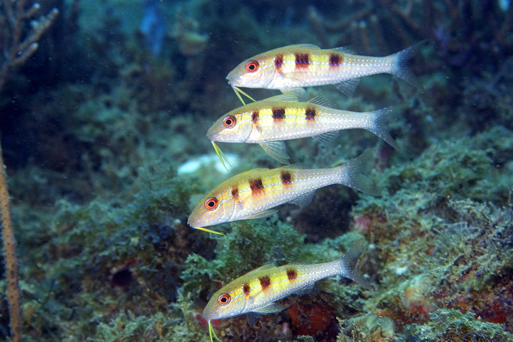 Four spotted goatfish (Pseudupeneus maculatus), juveniles, Ilha Escalvada, Guarapari, Espirito Santo, Brazil, South America