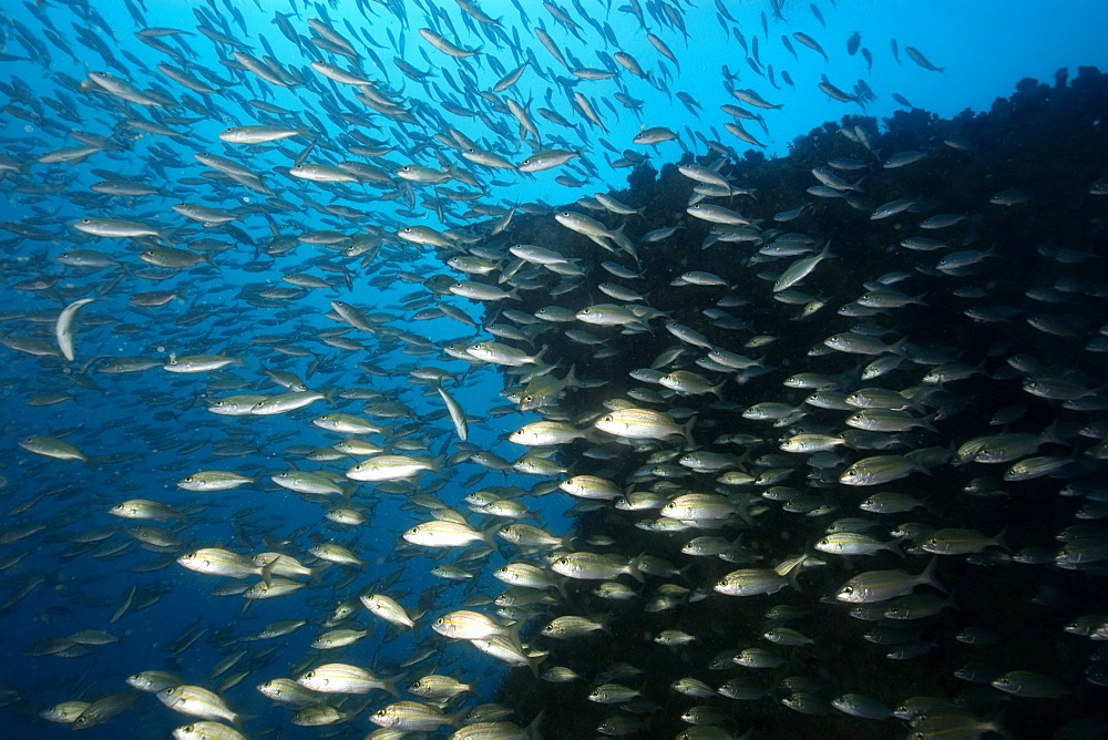 Tomtates (Haemulon aurolineatum) schooling, Victory shipwreck, Guarapari, Espirito Santo, Brazil, South America