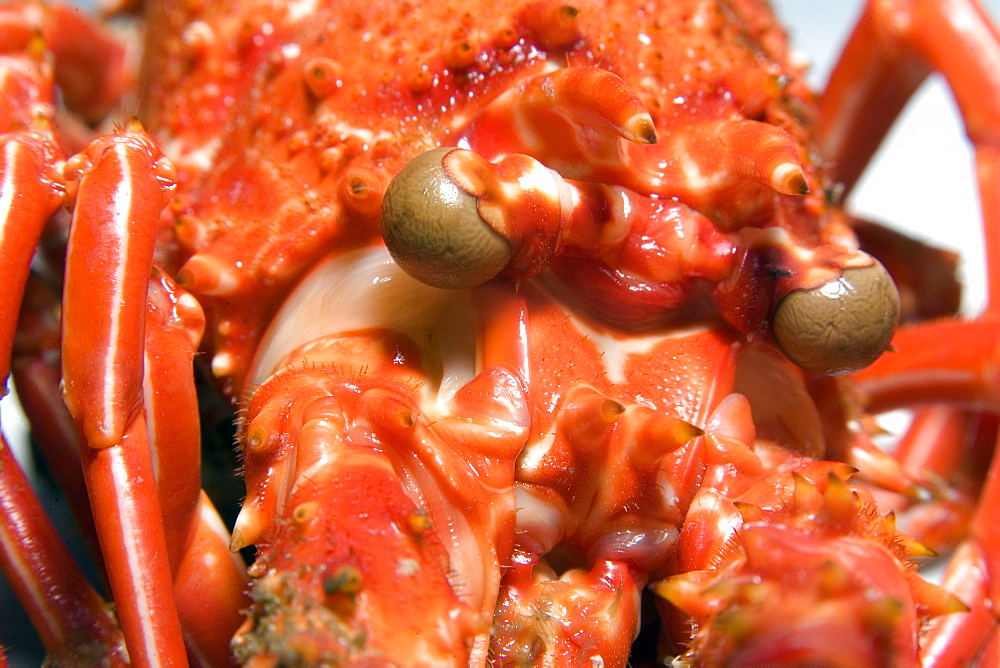 Cooked spiny lobster (Panulirus echinatus) head detail, St. Peter and St. Paul's rocks, Brazil, South America