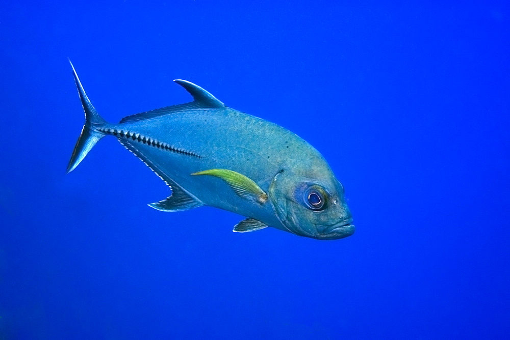 Black jack (Caranx lugubris), St. Peter and St. Paul's rocks, Brazil, South America