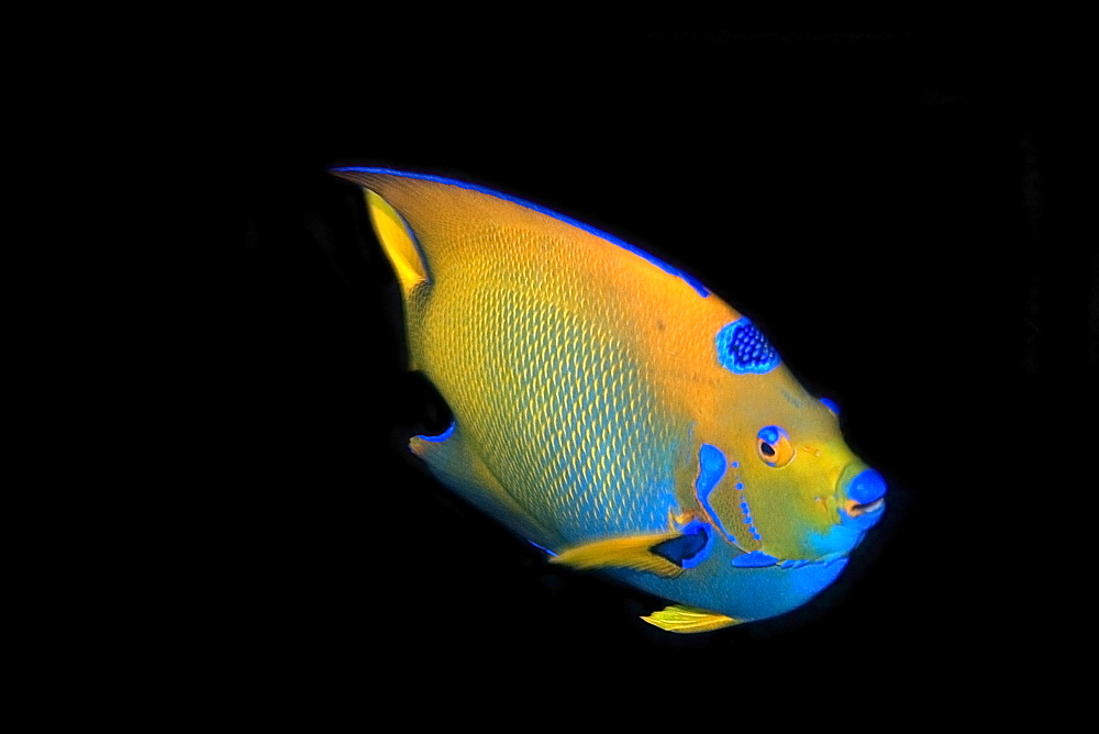 Queen angelfish (Holacanthus ciliaris), Ilha Escalvada, Guarapari, Espirito Santo, Brazil, South America