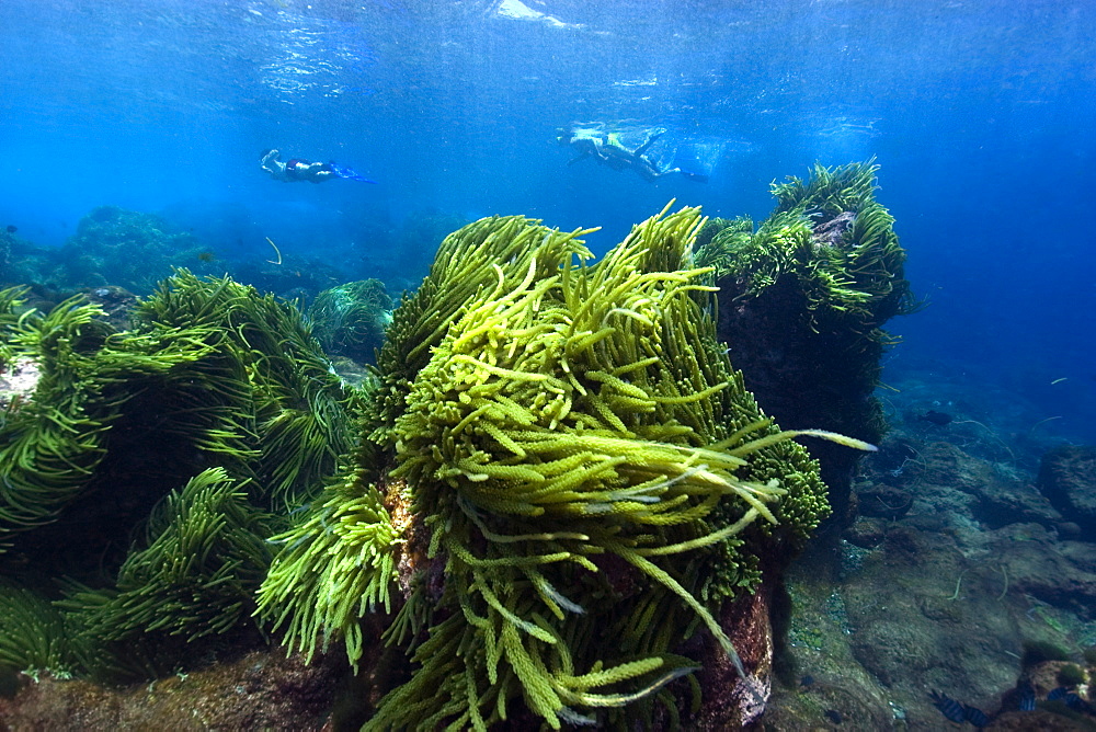 Green algae (Caulerpa racemosa), St. Peter and St. Paul's rocks, Brazil, South America