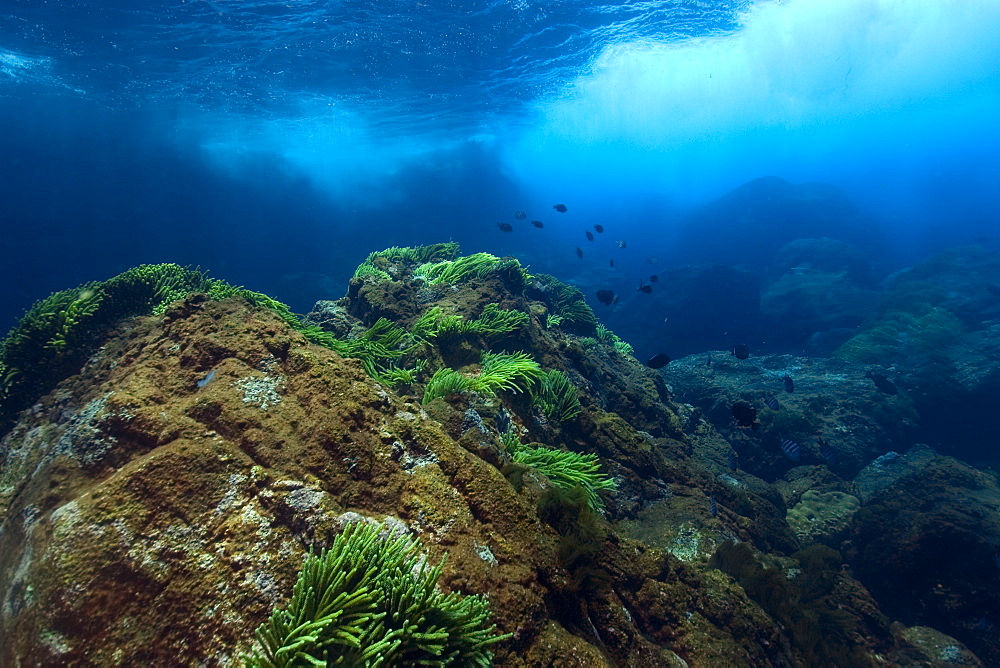 Underwater substrate, St. Peter and St. Paul's rocks, Brazil, South America