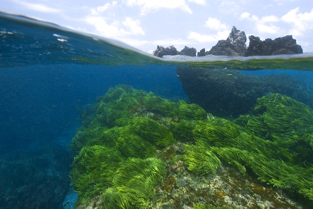 Split image of rocks and  green algae (Caulerpa racemosa),  St. Peter and St. Paul's rocks, Brazil, South America