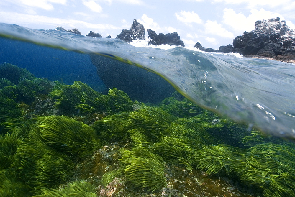 Split image of rocks and  green algae (Caulerpa racemosa),  St. Peter and St. Paul's rocks, Brazil, South America