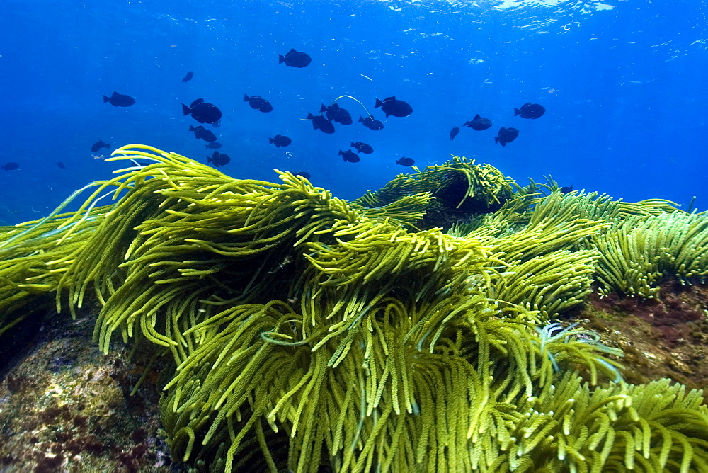 Green algae (Caulerpa racemosa) and black durgon (Melichthys niger), schooling, St. Peter and St. Paul's rocks, Brazil, South America