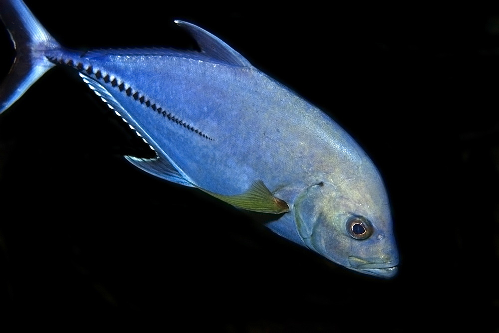 Black jack (Caranx lugubris), St. Peter and St. Paul's rocks, Brazil, South America